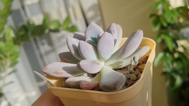 Обзор. Моя коллекция суккулентов часть 2 succulent