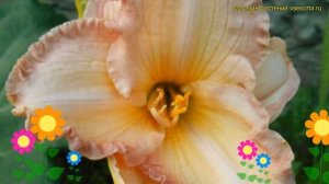 Лилейник гибридный Фростид Винтаж Раффлз. Краткий обзор, описание hemerocallis El desperado