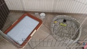 Щенку померанского шпица 3 месяца