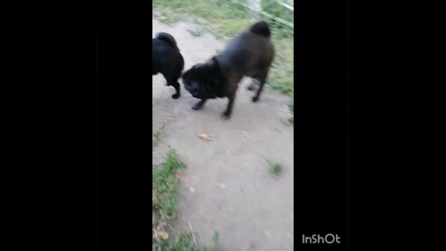 вязка мопсов. кекс мопсов. мопсы случка смотреть онлайн