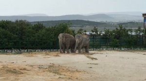 Магда и Дженни гармонично смотрятся на фоне Крымских гор! Elephants in the Crimean Taigan!