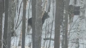 Встретили в лесу лося! Страшно большие рога))