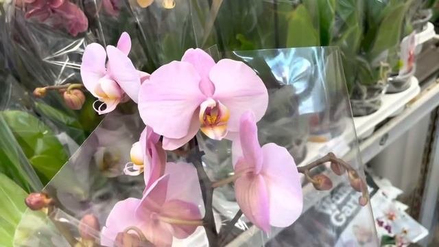ОРХИДЕЙНЫЕ деревья в КАСТОРАМЕ❗️Новое поступление орхидеи по 899р❗️