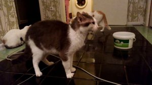 Разговор котов