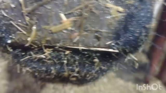 Работа, ветеринара-ортопеда🙂https://t.me/ferma_hooves смотреть онлайн