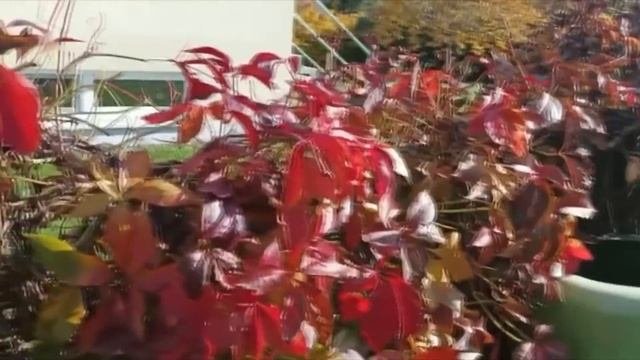 Плодородие живой почвы правильное земледелие