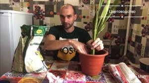 Посадка комнатного цветка  - Щучий хвост. 21.11.2020 Любите то что вас радует.