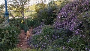 Ампельная Лантана в Израиле закрывает свободное пространство