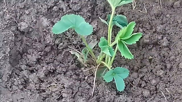 Как правильно сажать клубнику смотреть онлайн