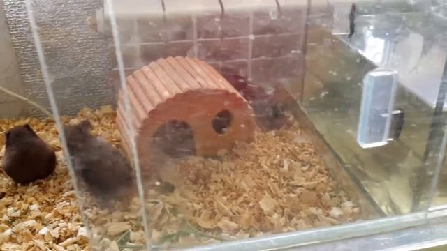 Хомяки с огромными яйцами, как у котов;) смотреть онлайн