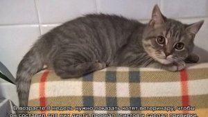 Развитие котят по неделям и по дням после рождения