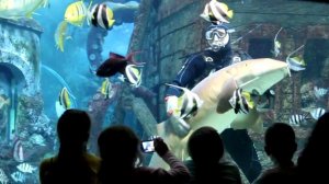 Кормление акул в Воронежском океанариуме