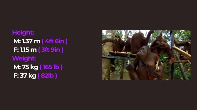 GORILLA VS ORANGUTAN - Difference between Orangutan and Gorilla. смотреть онлайн