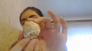 Моя коллекция ракушек