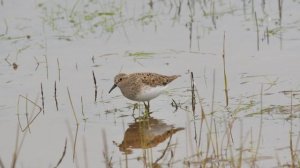 Кулик Белохвостый Песочник