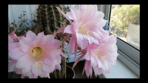 Комнатные растения  Эхинопсис (Echinopsis)