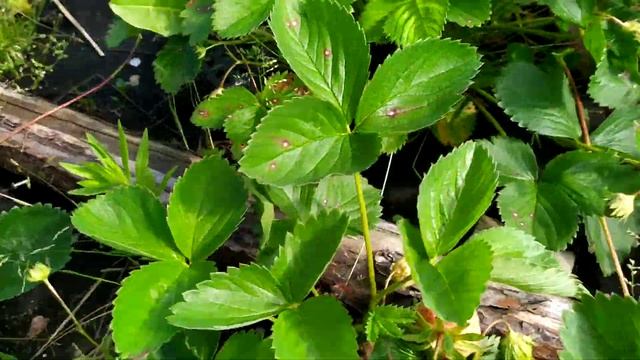 Обзор сортов земляники. ЧАСТЬ ПЕРВАЯ смотреть онлайн