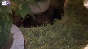 НОЧНОЙ СТРИМ ПАРАДЕЕВИЧА и КОРЕША ИЗ СИНГАПУРА + АКУЛИЧ