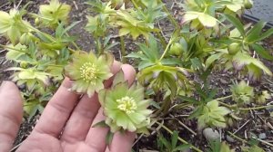 Helleborus Winter Jewels Jade Tiger