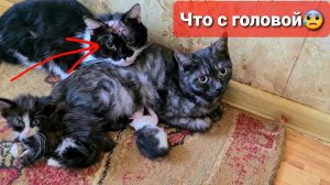 Влог.Проведала Бабушку с 32 кошками. Хвостики очень ищут дом