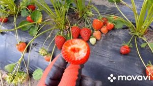 Клубника Флавия - красивенные, точёные ягоды и отличный вкус!