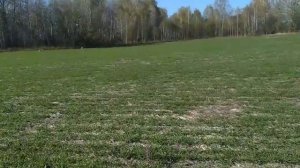 ОХОТА С ЛАЙКАМИ НА БОРОВУЮ ДИЧЬ//с лайкой за глухарями по ТАЙГЕ