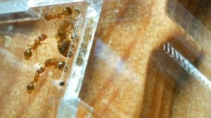 Наконец-то переезд! Муравьи Temnothorax unifasciatus в новом доме