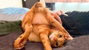 Я РЖАЛ ЦЕЛЫЙ ЧАС?ПОДБОРКА СМЕШНЫХ КОТОВ И СОБАК ДЛЯ ХОРОШЕГО НАСТРОЕНИЯ? #16