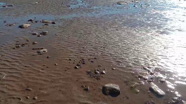 Белое море.. .литораль...  фукус пузырчатый