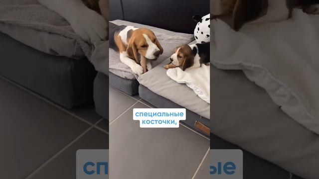 Каких проблем стоит ожидать с появлением щенка в доме?🐶 #воспитаниещенка #дрессировкащенка #щенок смотреть онлайн