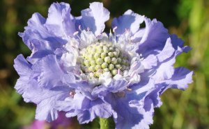 «Скабиоза (Scabiosa)» РЕЛАКС АРТ-ТЕРАПИЯ ИМПРОВИЗАЦИЯ композитор Виктор Михайлович Анохин