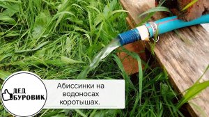 Абиссинские скважины на небольших водоносах.