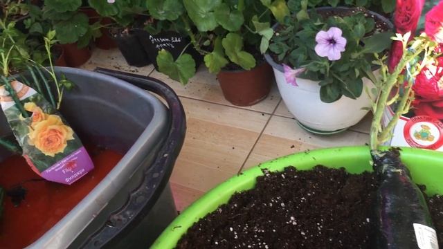 Розы из коробки   кот в  мешке смотреть онлайн