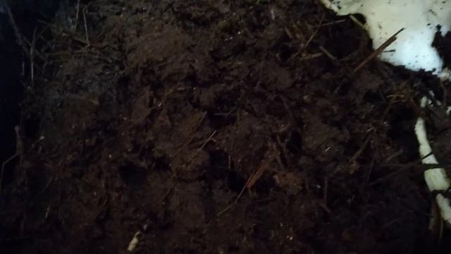 Червь, владимирский старатель, перевод червя с крс на куринный помет с опилками и сеном смотреть онлайн