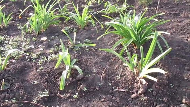 Лилейники осенью. Обрезать или не обрезать? смотреть онлайн