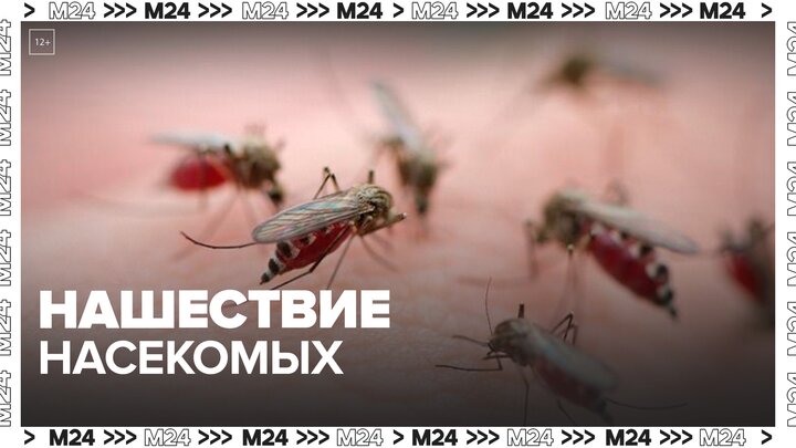 Мошки и комары атаковали Ростовскую область - Москва 24