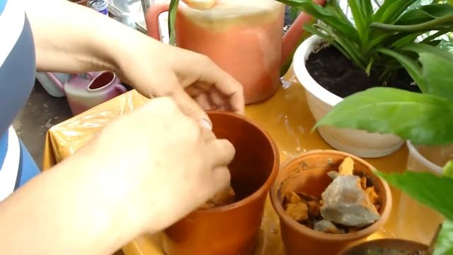 Пересадка гибискуса.Transplant hibiscus. El trasplante de hibisco. смотреть онлайн