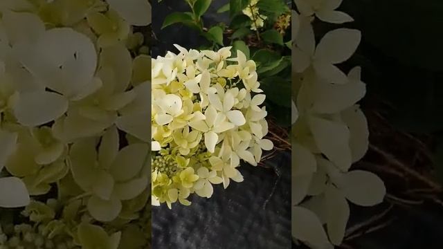 Дантель де Горрон смотреть онлайн