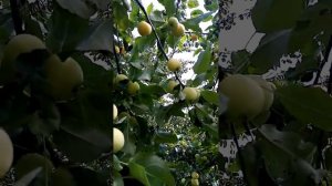 китайка золотая ранняя. 3 августа. Тверская область.
