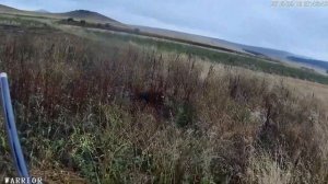 Охота на перепела. Грузия. 2019. Quail Hunting. Georgia. 2019