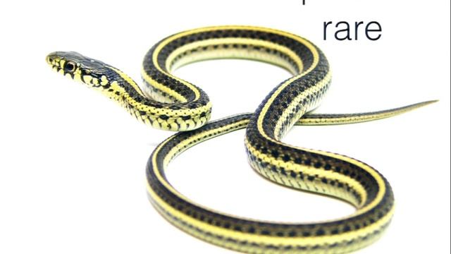 DrupalCon Austin 2014: LIGHTNING TALKS 1 смотреть онлайн