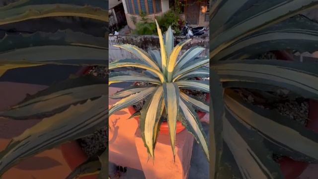 Agave Americana Mediopicta #Agave #likeforlikes #AgaveAmericana