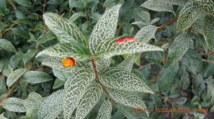 Форзиция корейская Кумсон (forsythia) ? форзиция Кумсон обзор: как сажать саженцы форзиции Кумсон