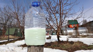 Обработайте этим сливу вишню черешню персики от всех вредителей в апреле после зимы!