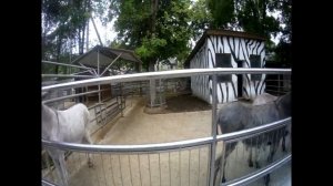 Бахчисарай  Мини зоопарк.