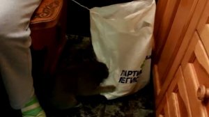 Хватит вязать! ( про кота ). mp4