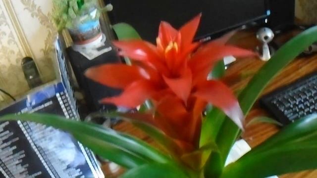 Гузмания прекрасный цветок смотреть онлайн