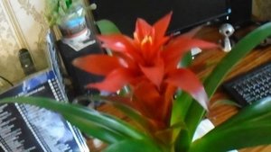 Гузмания прекрасный цветок