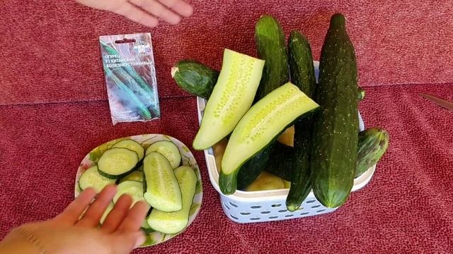 Сорт огурца китайский 