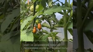 Томат не дозрел у плодоножки разбираюсь в чем причина